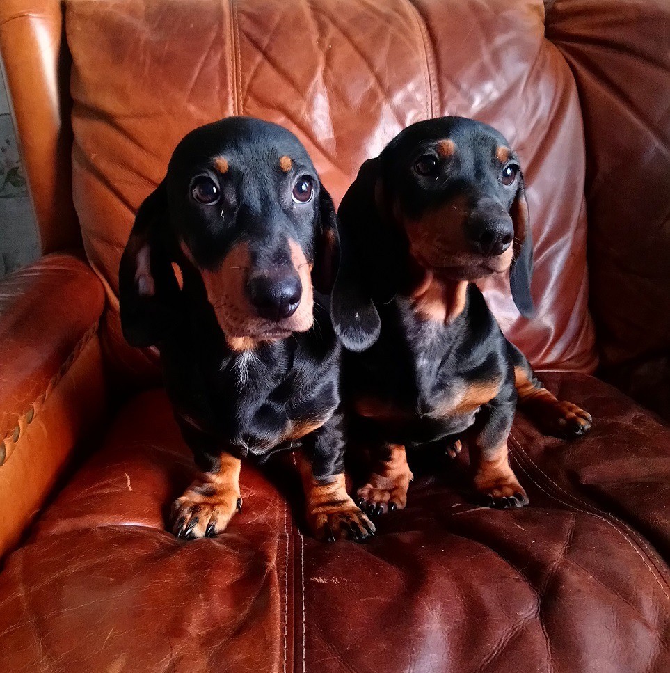 Lovely Dachshund puppies for sale in Edinburgh City Centre, Edinburgh Gumtree