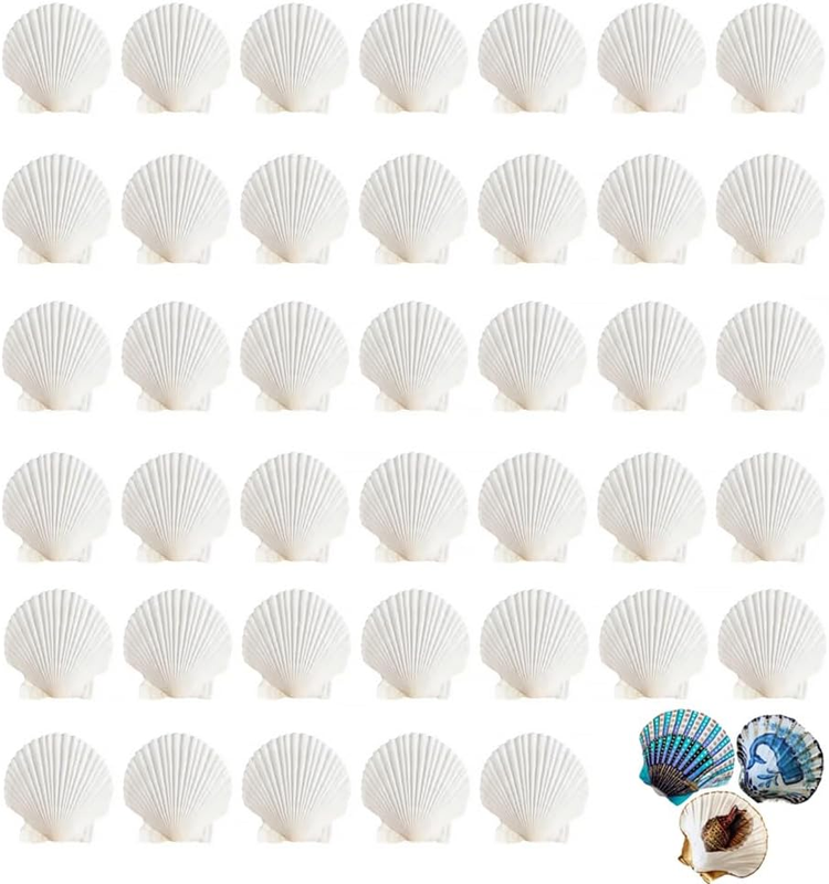 40Pcs Natural Scallop White Small Sea Shells for Real Seashells Shell Bulk Craft