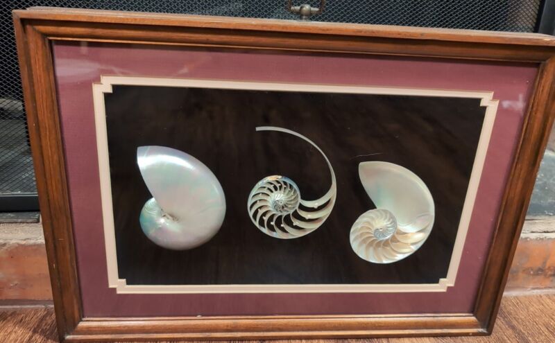 Chambered Tiger Nautilus Seashell Split Sliced Shadowbox Mother Of Pearl