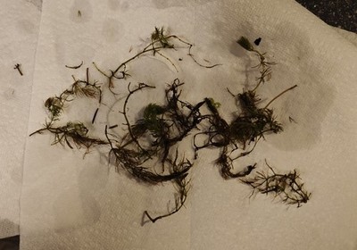 Artikelfoto(s) von einem verifizierten Käufer