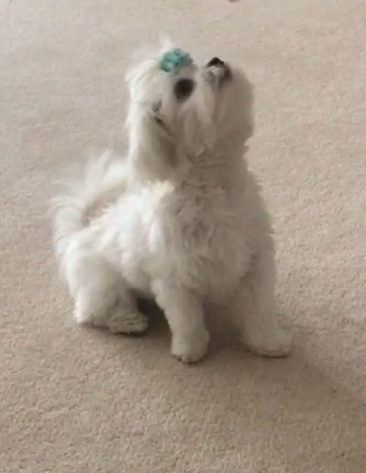 Pra Toy Maltipoo Puppies For Sale In Nottingham Nottinghamshire Gumtree