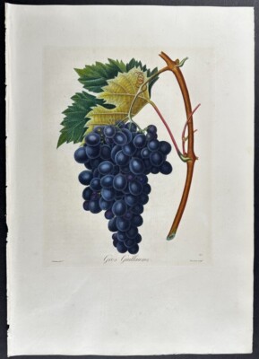 Poiteau & Turpin - Grapes. 84 - 1808 Traite des arbres fruitiers