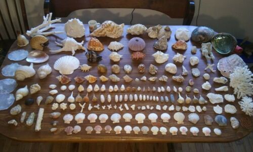 Enormous Collection of Very Rare Extinct Sea Shells a variety Assortment
