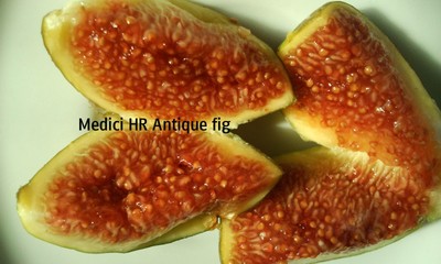 fig cittings Medici HR Black #1