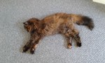 megthemog23