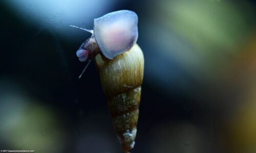 10+ Malaysian Trumpet Snails Fresh Water Aquarium Algae Clea