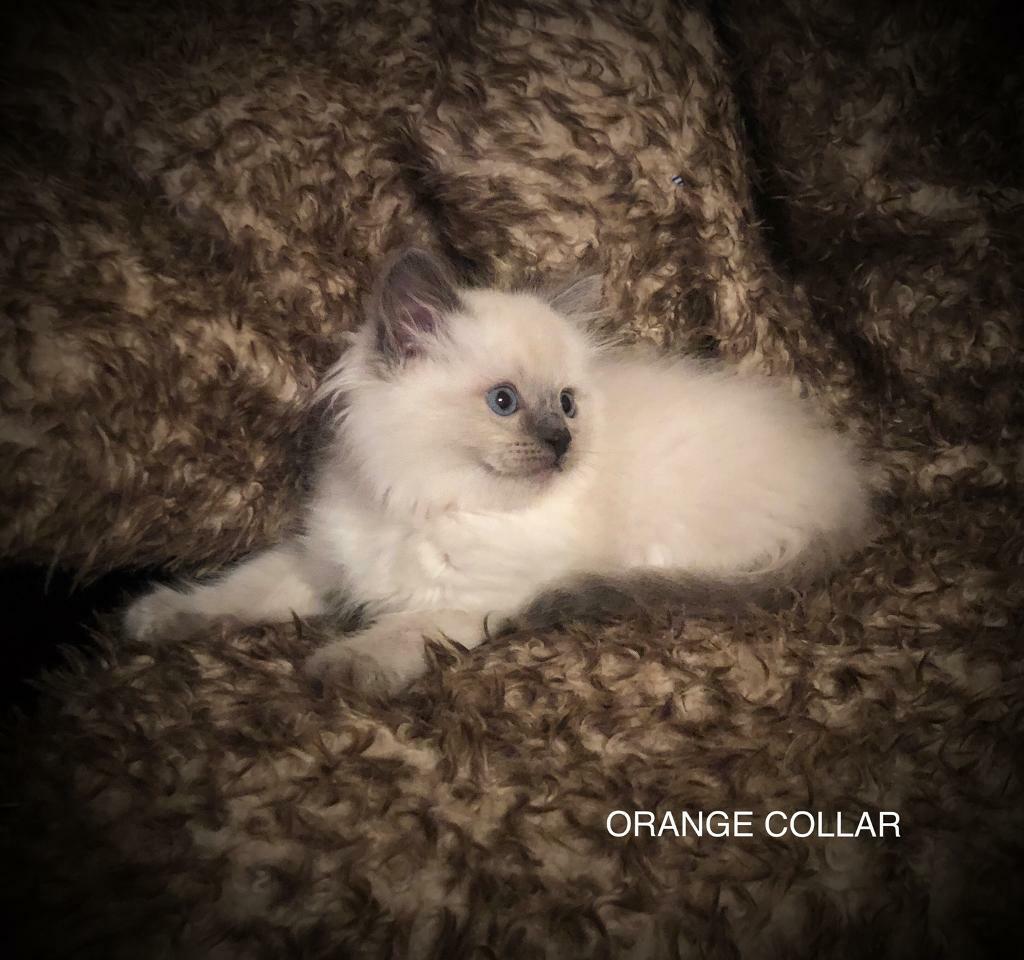 Pedigree ragdoll kittens for sale in Hucknall, Nottinghamshire Gumtree