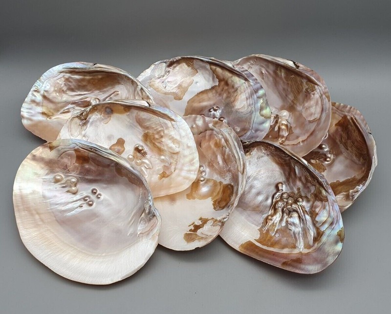 Perlmuschel SüDpazifik Muschel Mit Perlen Verschiedene Varianten 96688