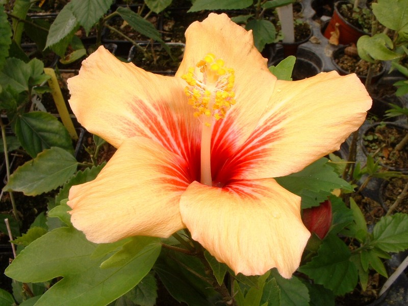 Hibiscus Cuban Variety