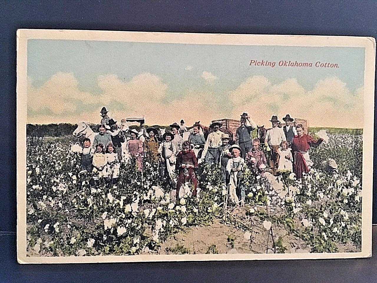 Postcard Hand Tinted View of Men, Women & Children Picking Oklahoma Cotton.  X3