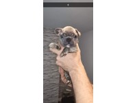 Bulldog In Northern Ireland Dogs Puppies For Sale Gumtree