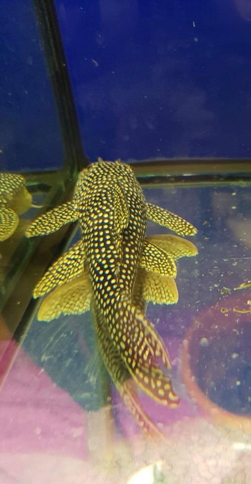 L253 yellow royal Sao do Felix 16-18cm pleco in 