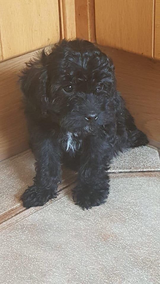 cotton noodles in Rubery, West Midlands Gumtree