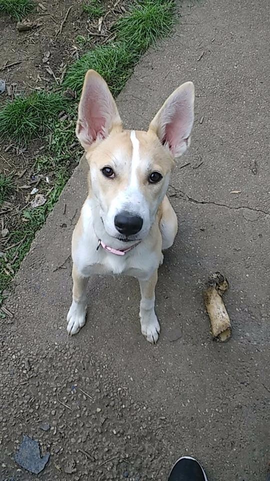 Husky cross American Bulldog for sale in Rotherham, South Yorkshire