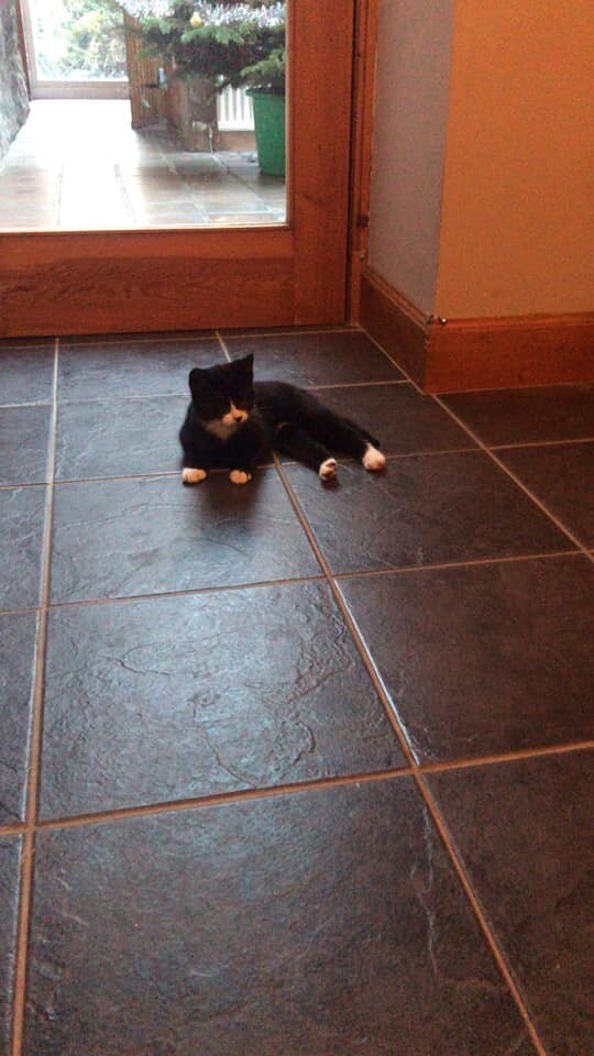 Farm Male Kittens For Sale In Lanark South Lanarkshire Gumtree