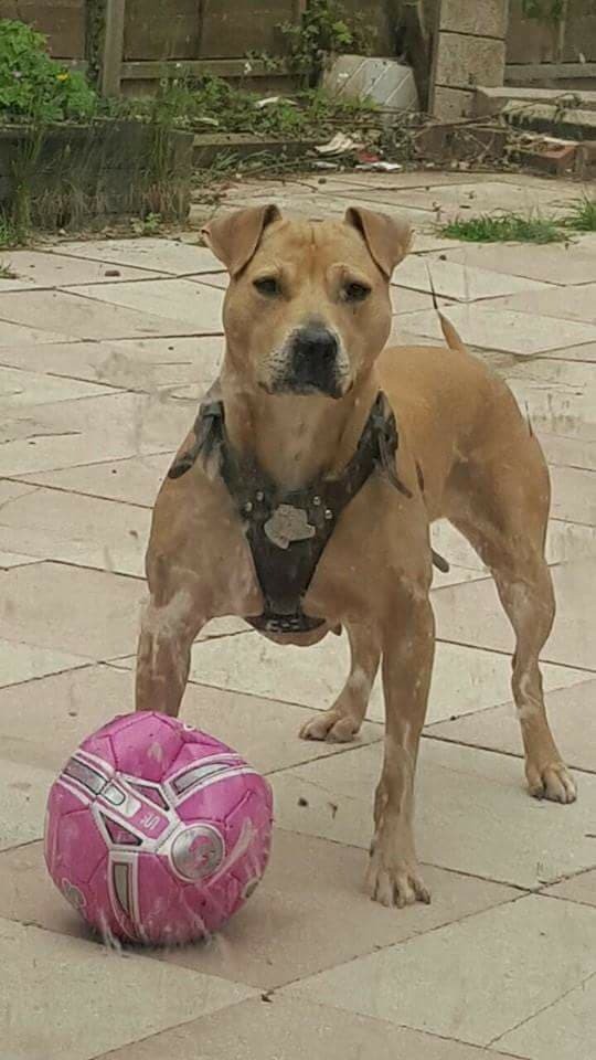 Dog for sale in Sandwell, West Midlands Gumtree