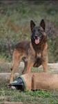 malinoisserge