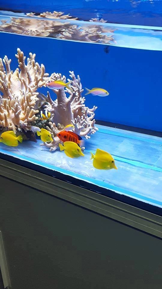 MARINE FISH PLENTY OF HEALTHY MEDIUM SIZE YELLOW TANGS 