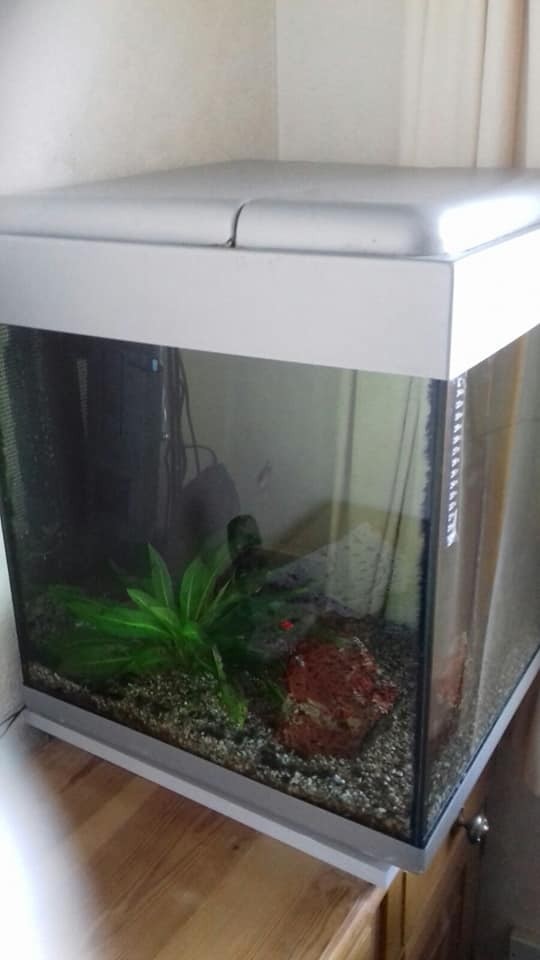 Silver Square Tropical Fish Tank with Colour Changing Light in Ossett, West Yorkshire Gumtree