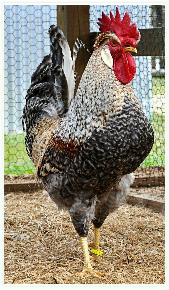 Legbar Cockerel Chicken In Barking London Gumtree
