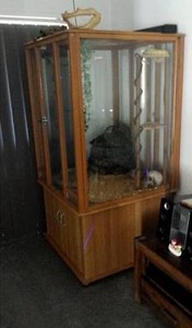 albino jungle carpet python Coombabah Gold Coast North Preview