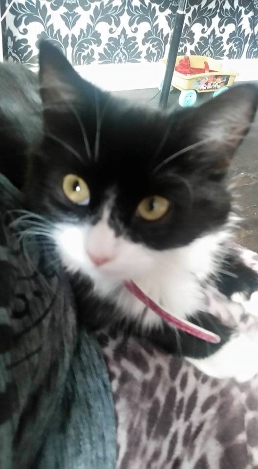 3 year old cat in Stockport, Manchester Gumtree