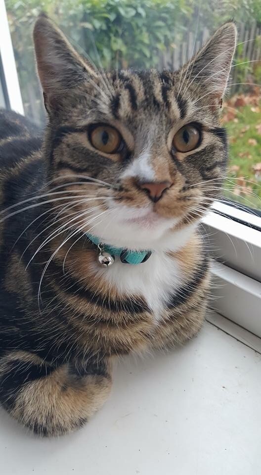 Tabby cat needs rehome in Chesterfield, Derbyshire Gumtree