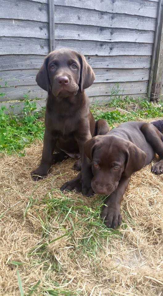 Beautiful 12 Week Old Labrador/Weimaraner Cross Puppy in Harrow