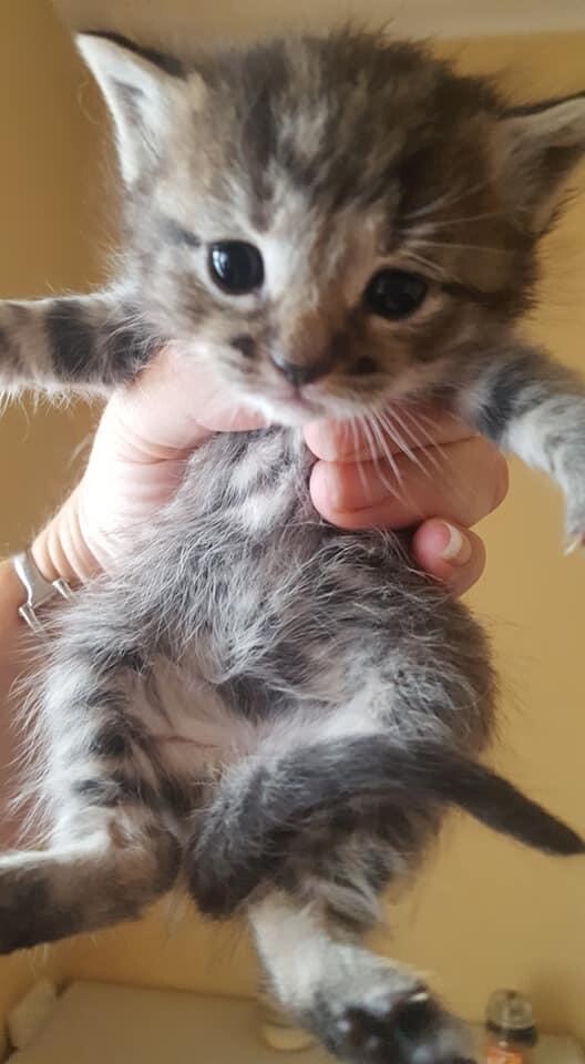 Ragdoll Cross Bengal Kittens ONLY 1 LEFT READY NOW in Walney, Cumbria Gumtree