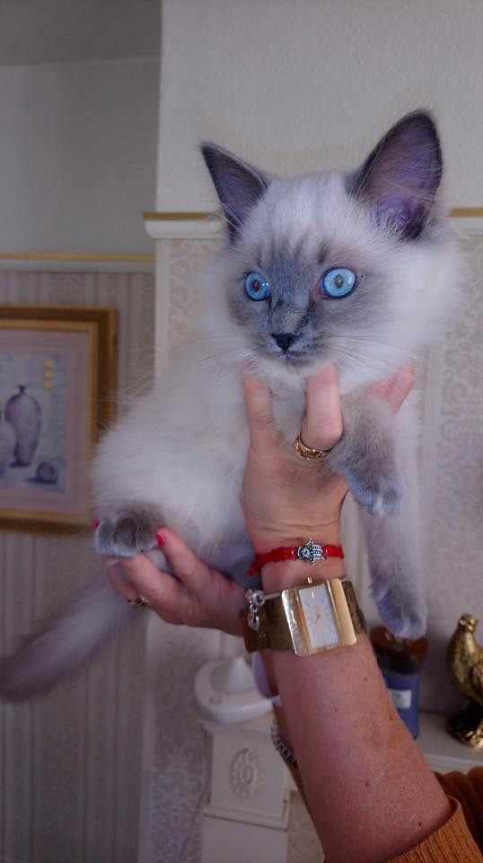 Pure Ragdoll Kittens with blue eyes in Peterborough, Cambridgeshire