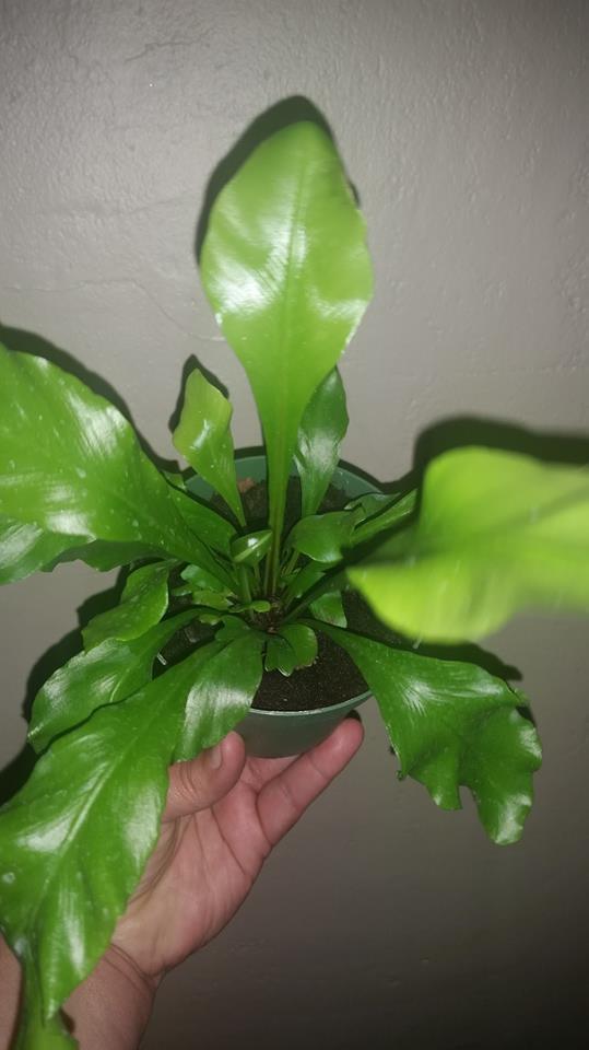 Birds nest fern 4 in Plant!!!!