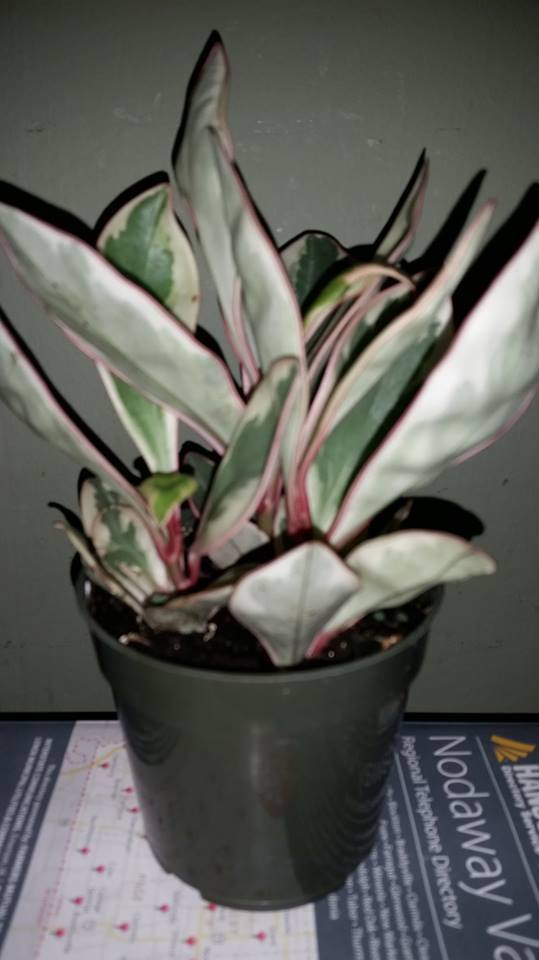Tricolor Prayer Plant Live Stromanthe Triostar Easy to Grow Indoor 4