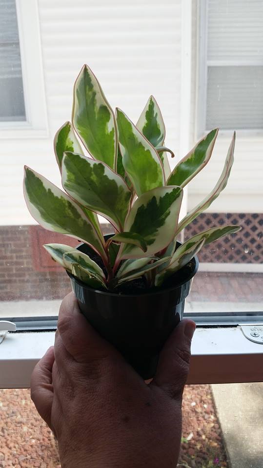 Tricolor Prayer Plant Live Stromanthe Triostar Easy to Grow Indoor 4