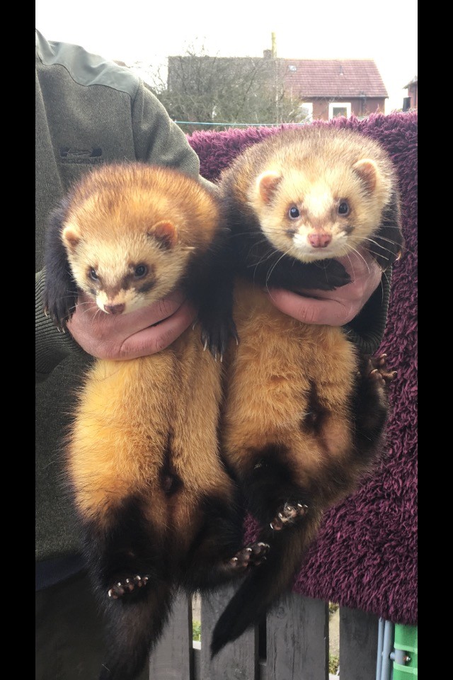 Two hob ferrets for sale well handled in Dalry, North Ayrshire Gumtree
