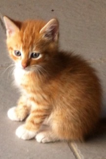 New South Wales | Cats & Kittens | Gumtree Australia Free Local Classifieds