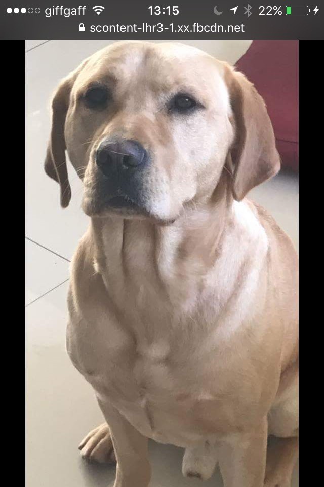 Golden Labrador For Sale in Saltcoats, North Ayrshire Gumtree