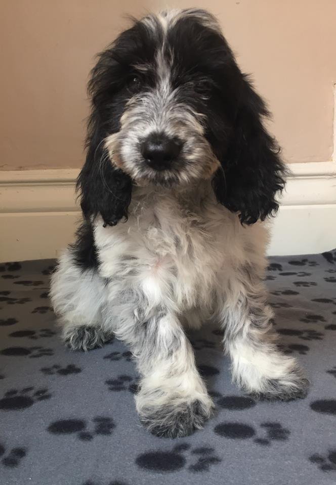 Last Stunning Cockapoo Puppy, fully vaccinated, Microchipped, PRA Clear