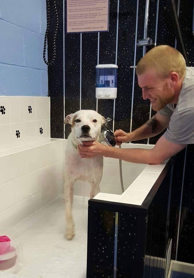 Dog free to good home in Gateshead, Tyne and Wear Gumtree