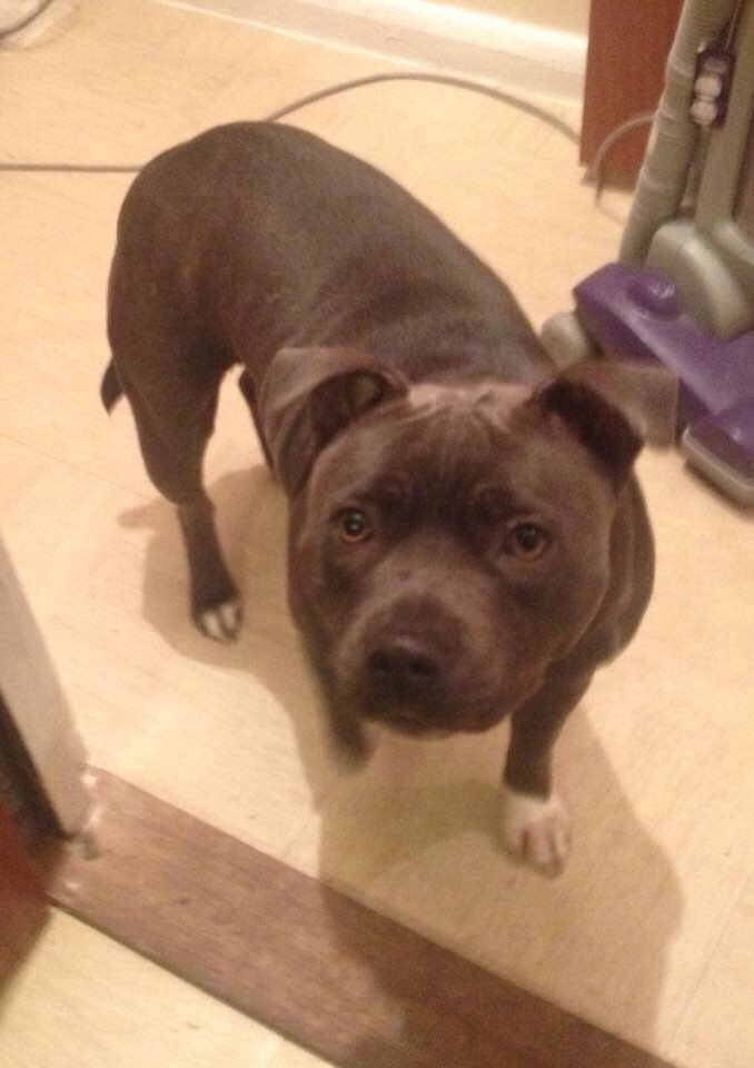 Blue staffordshire bull x lurcher in Portsmouth, Hampshire Gumtree