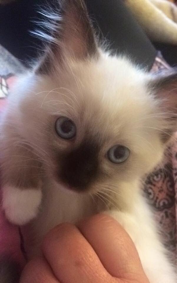 •Male Ragdoll Kitten• in Southside, Glasgow Gumtree