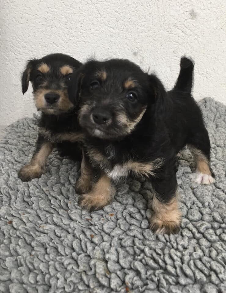 Jack Russell x Miniature Schnauzer puppies in Lesmahagow, South Lanarkshire Gumtree