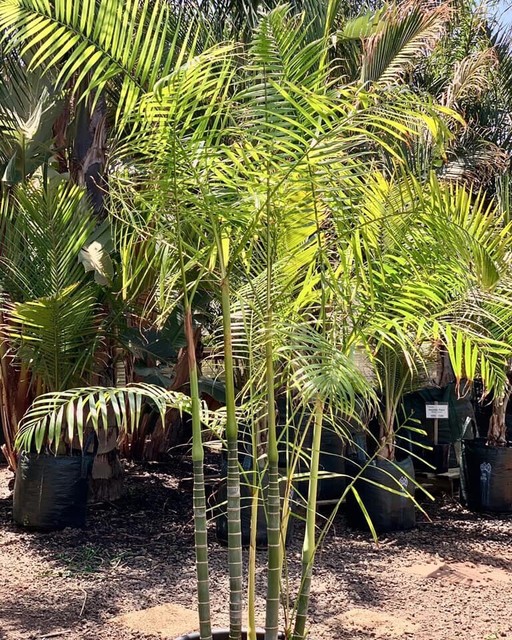 Sugar Cane Palm (Dypsis baronii) | Plants | Gumtree Australia Melton