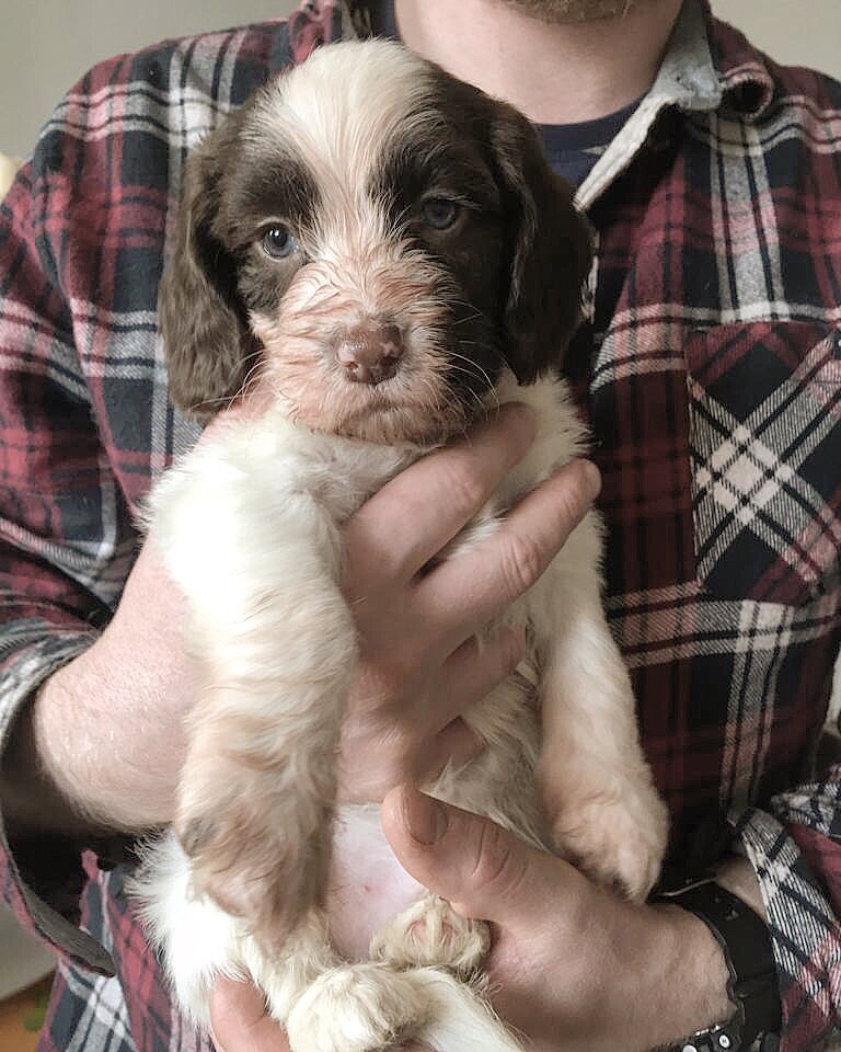 Sproodle puppies in Perth, Perth and Kinross Gumtree