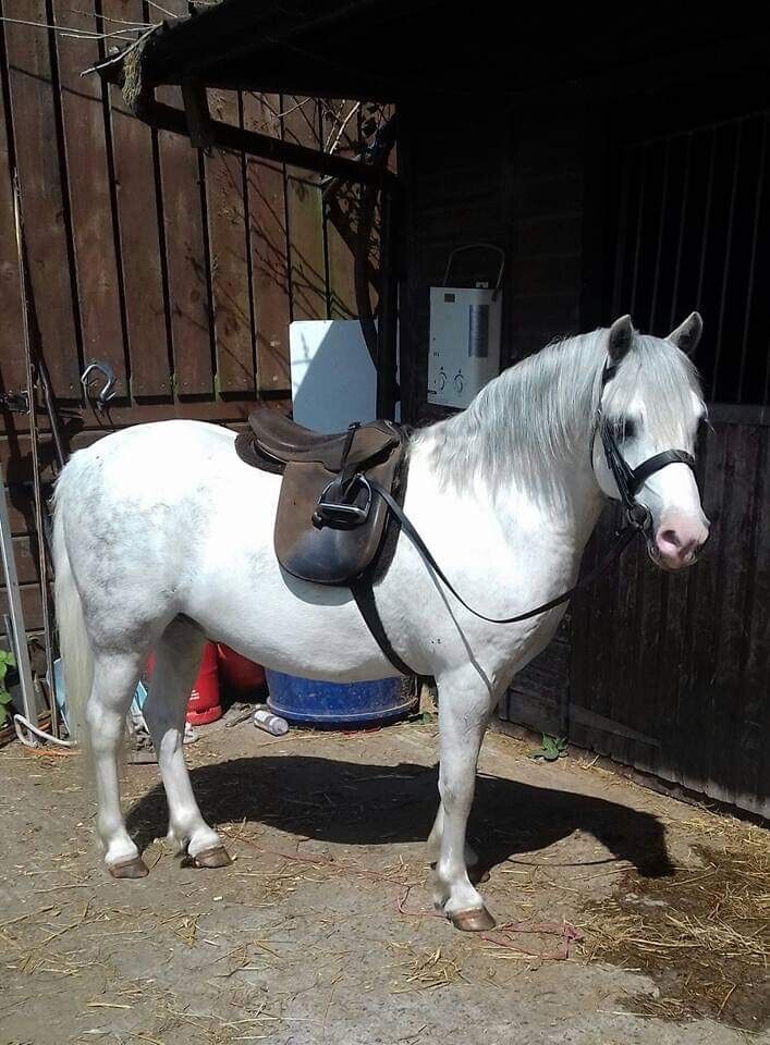 Horse for sale Welsh section A pony in WestonsuperMare, Somerset Gumtree