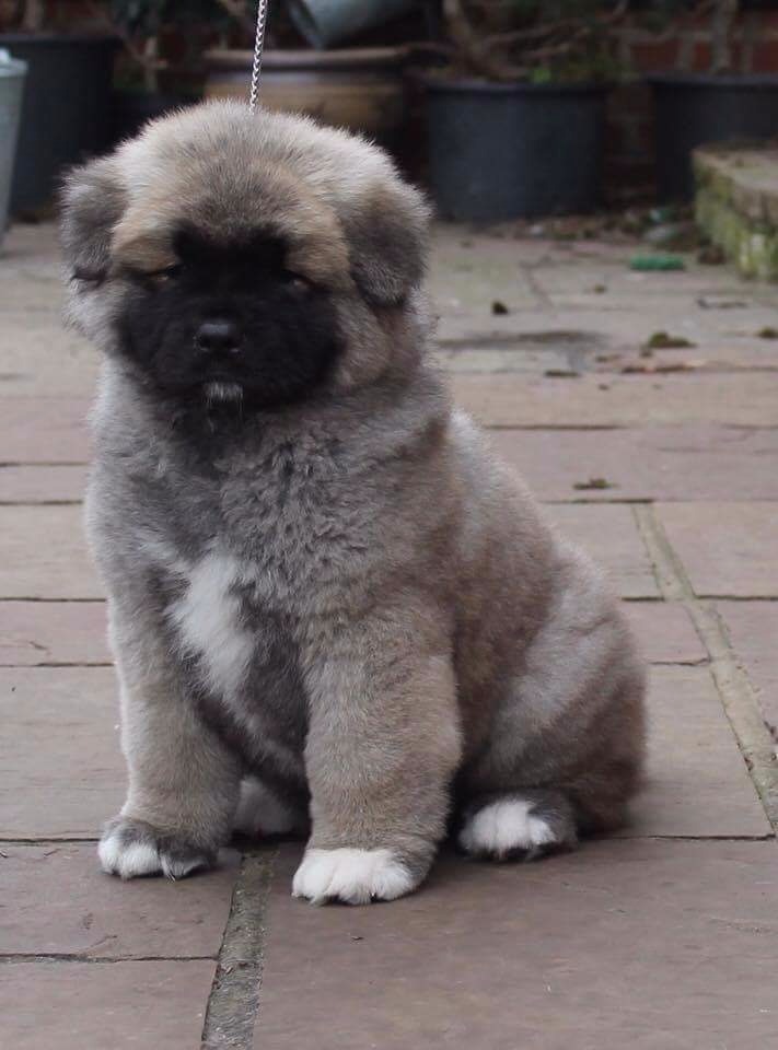 Kc reg American Akita Pup | in Gillingham, Kent | Gumtree
