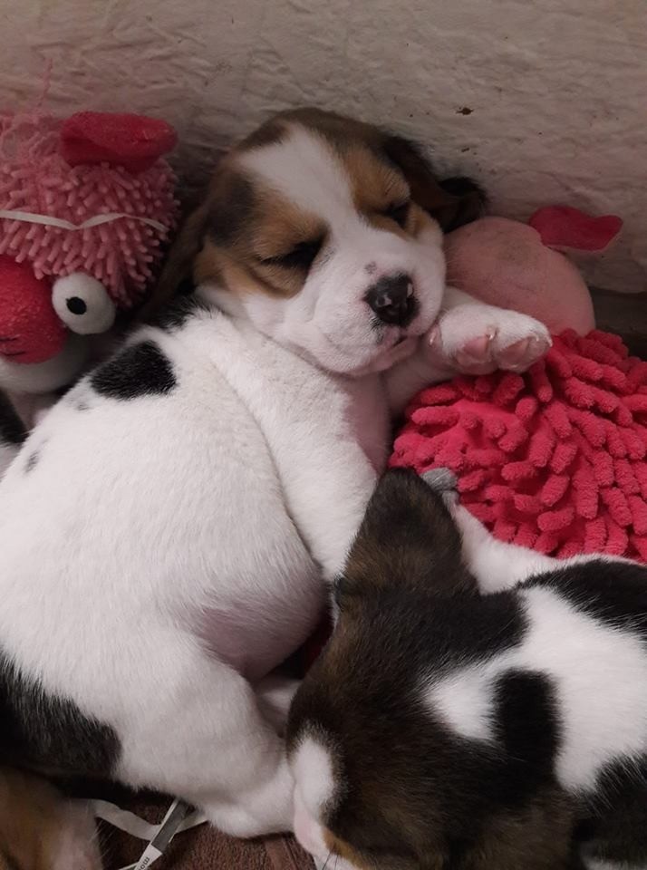 Kc registered beagle puppies in Redruth, Cornwall Gumtree