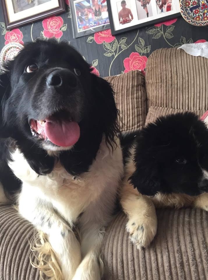 Landseer Newfoundland Puppy For Sale in Bridgwater, Somerset Gumtree