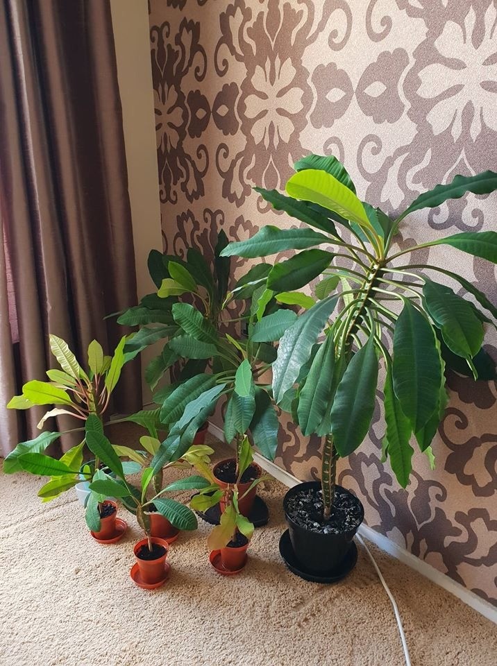 Madagascar jewel (Euphorbia leuconeura) plants FREE in Wirral