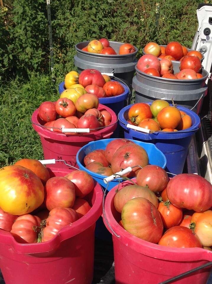 Tomato Seeds, Count 50 Ace 55 Heirloom Organic Non - Hybrid Non - Gmo