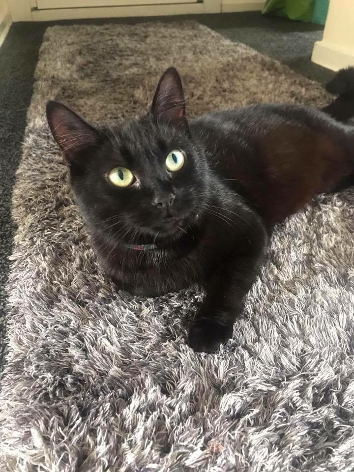 Two female cats for adoption in Lochgelly, Fife Gumtree